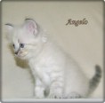 /album/angelo/angelo-6-hetes-001-jpg/